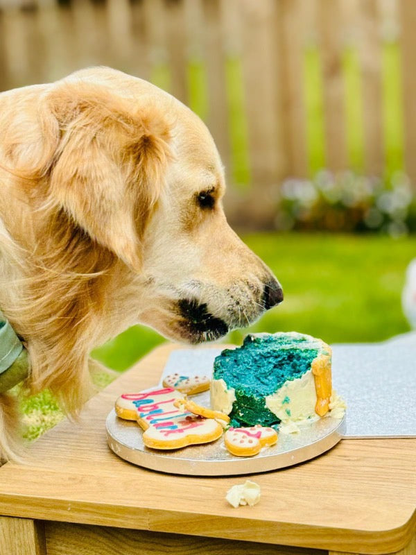 GENDER REVEAL DOG FRIENDLY CAKE